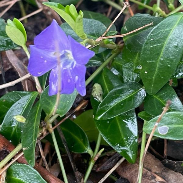 <h3>Vinca minor / Lesser periwinkle / Kleine maagdenpalm</h3>